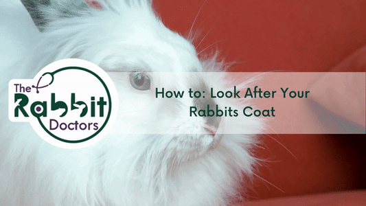 How to: Look After Your Rabbits Coat