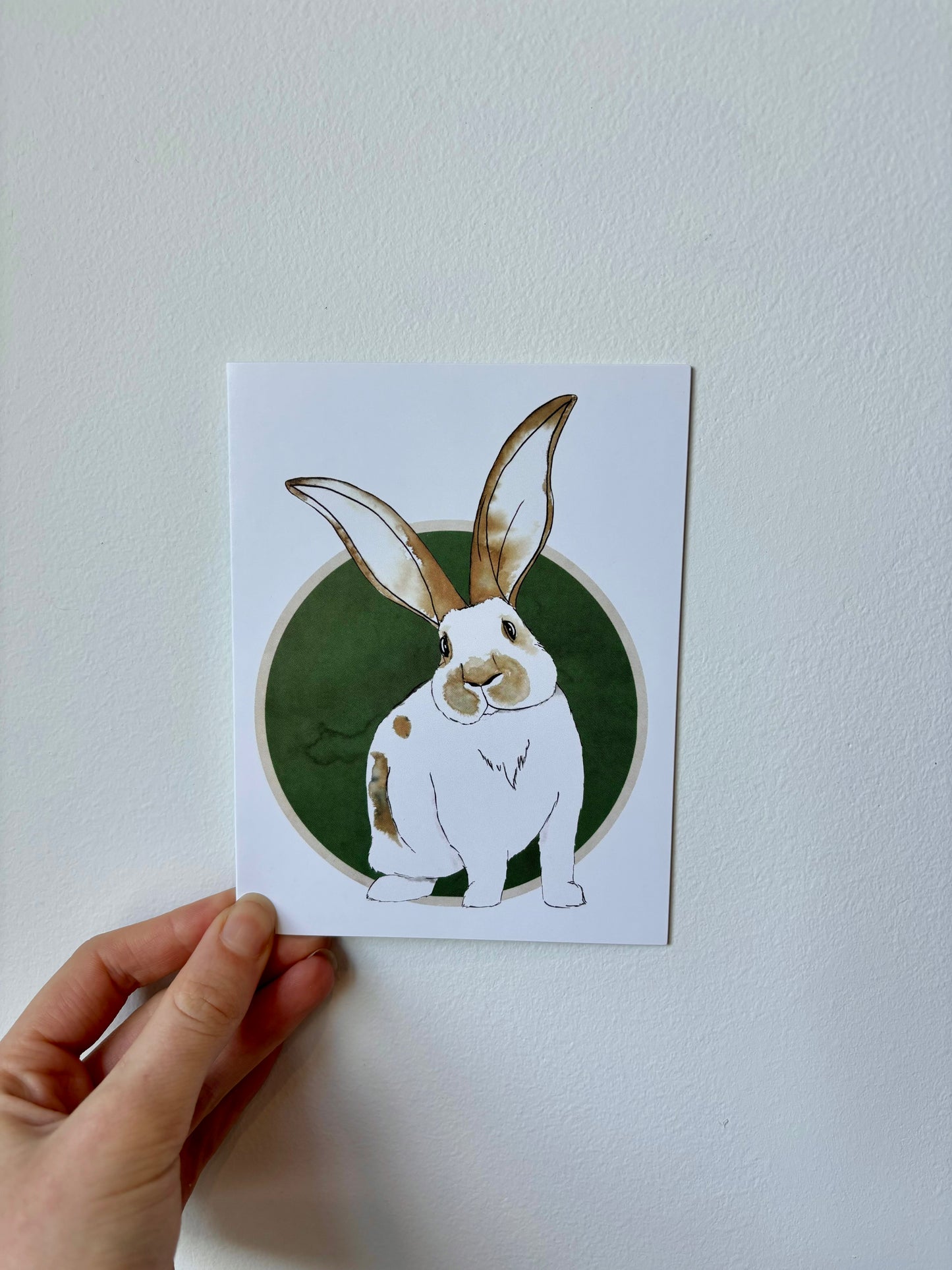 Single Rabbit Greeting Cards - 6 pack – The Rabbit Doctors