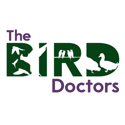 Rabbit Veterinarian Melbourne - Vaccination Filavac for Calici Virus ...