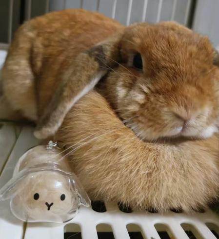 Transparent Bunny Keepsake Keyring