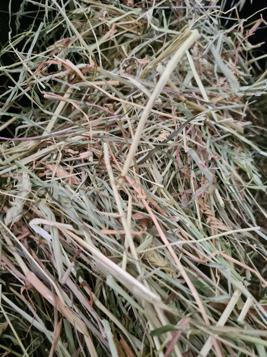 New Season Grass Hay - Bagged