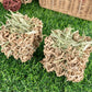 Seagrass & Hay Cubes 2 Pack - Nibble & Knots